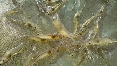 养殖对虾爆料方法图片视频,养殖对虾的爆料技巧与视频解析