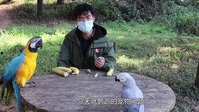 啄木鸟师傅爆料视频,视频爆料背后的惊人真相