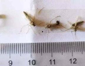 太原蚊子爆料视频,夏日烦扰，蚊虫肆虐