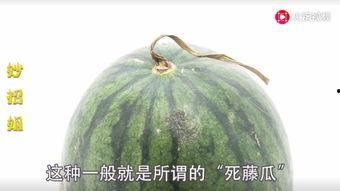 东北网红吃瓜是谁啊,揭秘东北网红“吃瓜”背后的故事