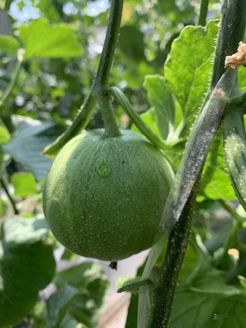 娱乐吃瓜的瓜,揭秘明星幕后故事