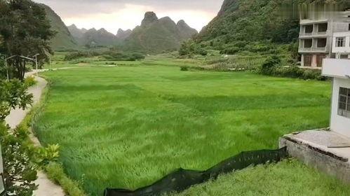 乡村美景大爆料视频,视频带你领略田园风光无限