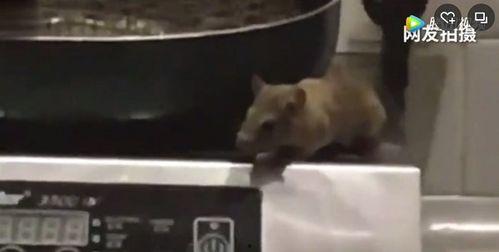 最新爆料老鼠视频,最新老鼠视频曝光，触目惊心现场直击