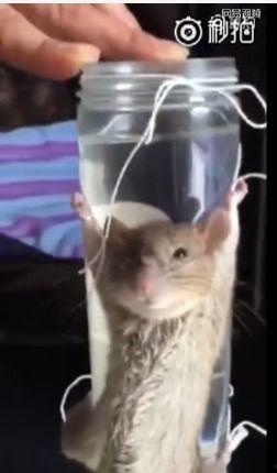 最新爆料老鼠视频,最新老鼠视频曝光，触目惊心现场直击