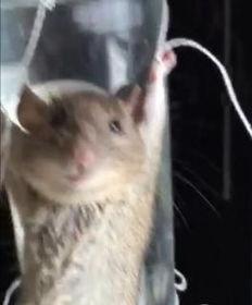 最新爆料老鼠视频,最新老鼠视频曝光，触目惊心现场直击
