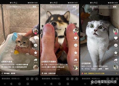 宠物打工人爆料视频,揭秘宠物行业背后的辛勤付出