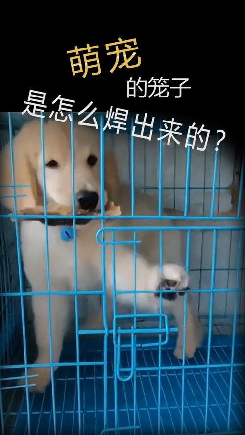 宠物打工人爆料视频,揭秘宠物行业背后的辛勤付出