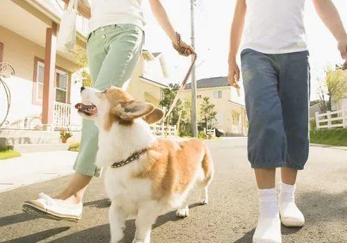 宠物打工人爆料视频,揭秘宠物行业背后的辛勤付出