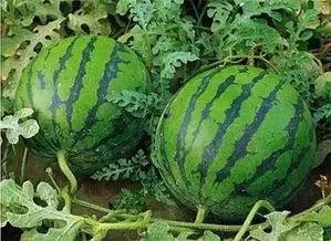 免费吃瓜wx渠道,畅享独家资讯盛宴！