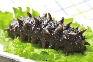 烟台海参爆料事件视频,揭秘海参行业潜规则与真相