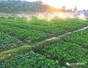 一亩三分地在线观看,揭秘农业科技发展之路