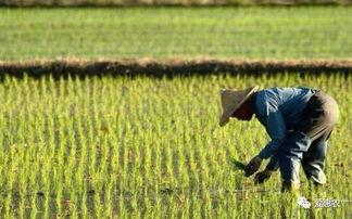 一亩三分地在线观看,揭秘农业科技发展之路
