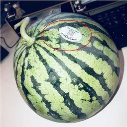 陕西吃瓜网红,揭秘三秦大地美食圈的热辣故事