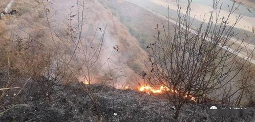 狮子山爆料视频最新版下载,揭秘事件真相，下载观看